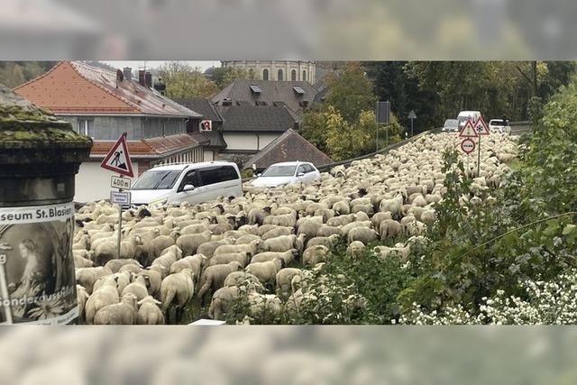 Vorfahrt fr Schafe