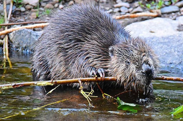 Der Biber ist im Hochschwarzwald keine...zu sehen an der Haslach bei Lenzkirch.  | Foto: Hubert Frderer