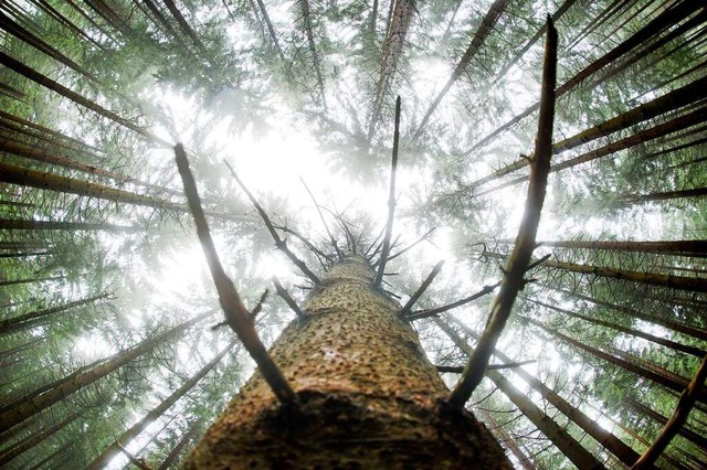 Um Streichinstrumente herzustellen, wi...ie zum Beispiel der Fichte, verwendet.  | Foto: Julian Stratenschulte