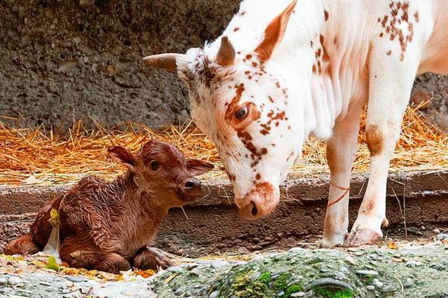 Das Zwergzebumnnchen kam vergangene Woche im Zoo Basel auf die Welt.  | Foto: Torben Weber