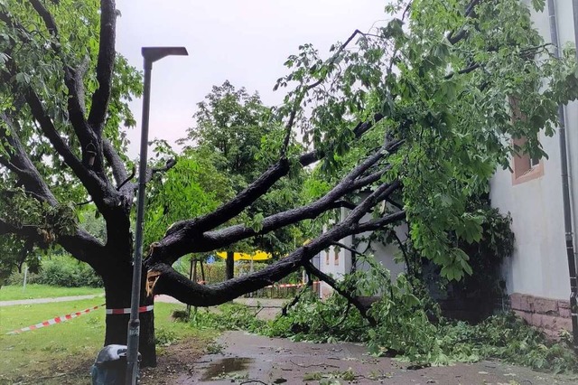 Die Stadt Weil am Rhein will 100 Bume als Ersatz fr die Sturmschden pflanzen.  | Foto: Stadtvrwaltung / Fischer