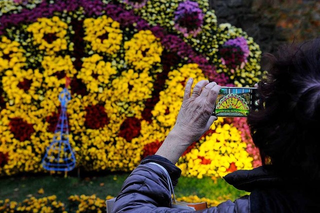 Am heutigen Montag werden Chrysanthemen gegen eine Spende abgegeben.  | Foto: Bettina Schaller
