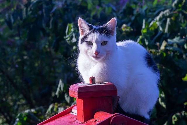 Unser Symbolbild zeigte eine Katze, die auf einem Vogelfutterhuschen sitzt.  | Foto: Wilfried Dieckmann