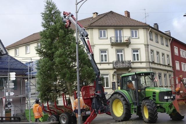 Erster Christbaum in der Kernstadt ist gestellt