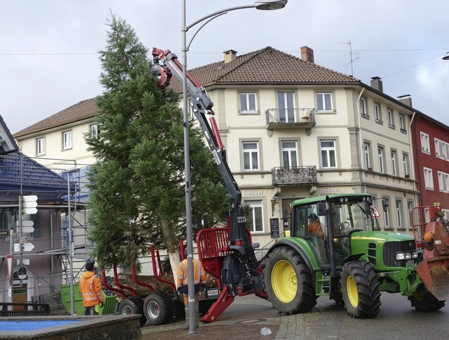 Drei Mann und technisches Gert bentigte es, um den Mammutbaum aufzustellen.   | Foto: Stefan Limberger-Andris