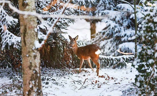 Schnau diskutiert ber die Zuftterung von Rehwild im Winter (Symbolfoto).  | Foto: Ulrich Perrey