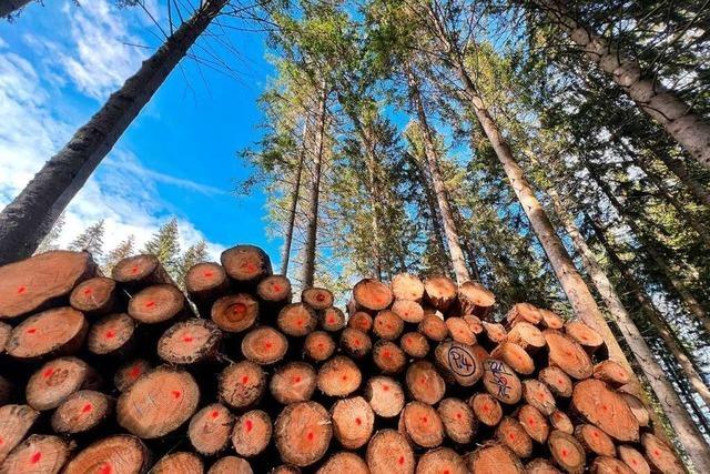 Weil weniger gebaut wird, wirft Bad Krozingens Wald weniger ab