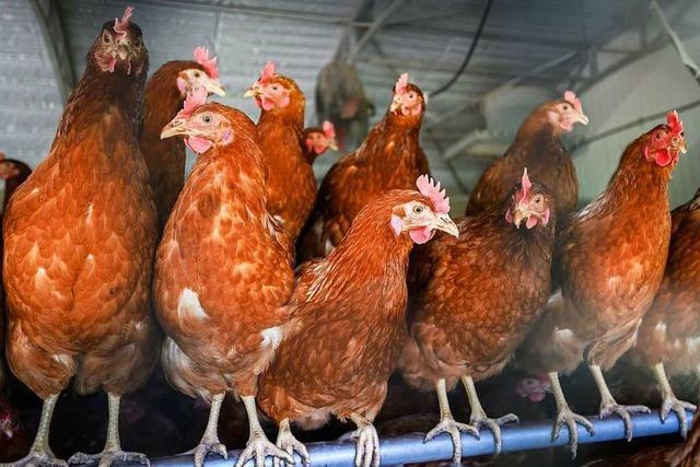 317 Tiere wurden in Basel und Bern gegen Vogelgrippe geimpft
