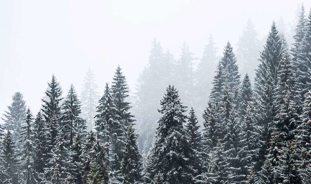 Schnee bedeckte Nadelbume sind am Fel...ge bleibt die weie Pracht aber nicht.  | Foto: Silas Stein (dpa)