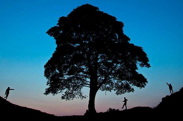 Der &#8222;Sycamore Gap Tree&#8220;(hi...h andere Bume sind nicht mehr sicher.  | Foto: Tom White