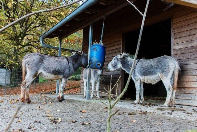 Waldkircher Zoo rstet sich fr Winter– und plant Zwergotter-Gehege