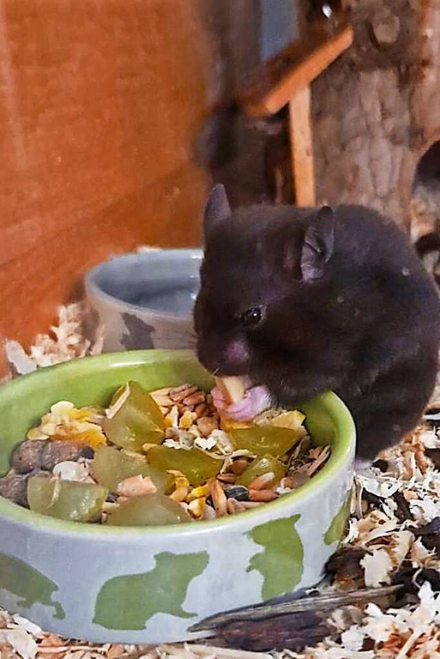 Der Teddyhamster von Zisch-Reporterin Lena Riesterer heit Blacky.  | Foto: Lena Riesterer