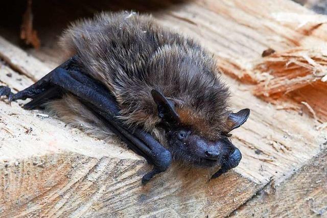 Vorsicht beim Holzholen hilft Fledermusen beim berleben in der Winterpause
