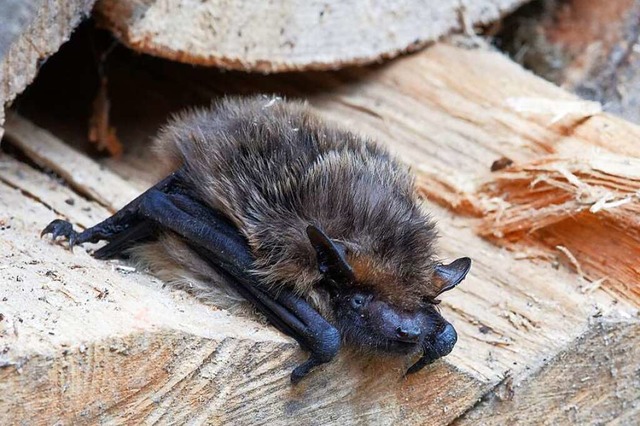 Auf oder hinter Holzscheiten verbringen Fledermuse ihre Winterpause.  | Foto: Achim Schaller