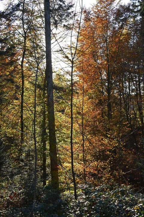 Auch wenn der Wald jetzt leuchtet: Die...passungfähigkeit nachwachsender Bäume.  | Foto: Benedikt Sommer