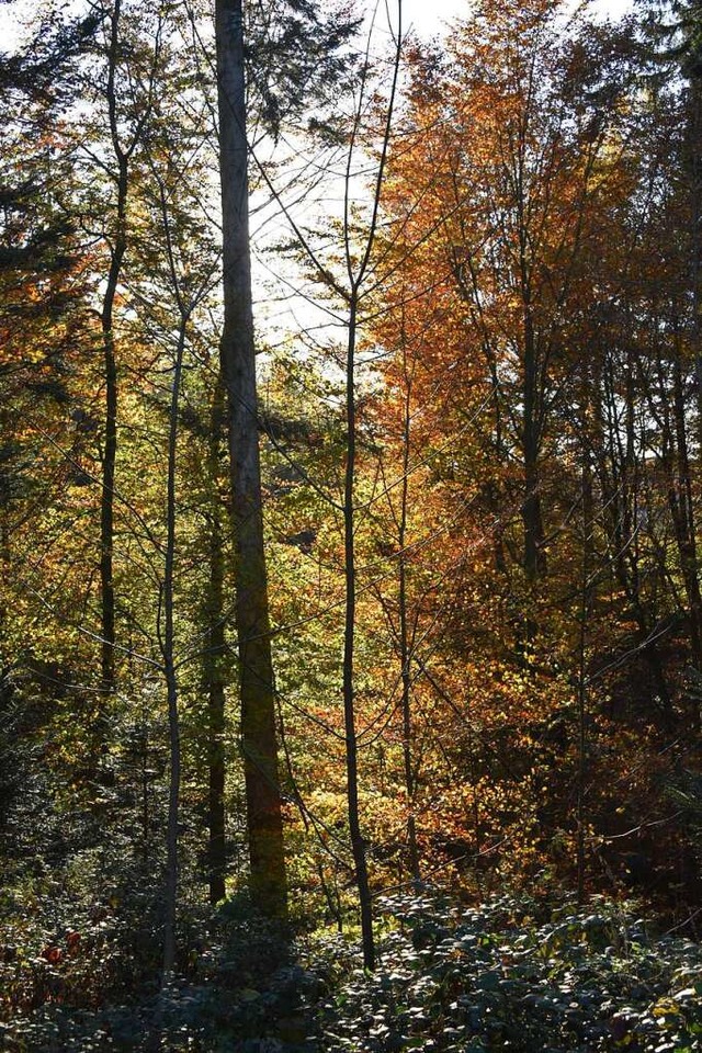 Auch wenn der Wald jetzt leuchtet: Die...passungfhigkeit nachwachsender Bume.  | Foto: Benedikt Sommer