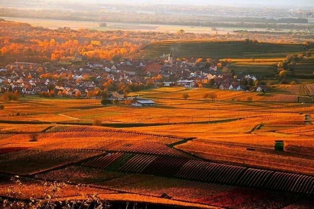 Lichtblick auf Burkheim und die Rheinauen