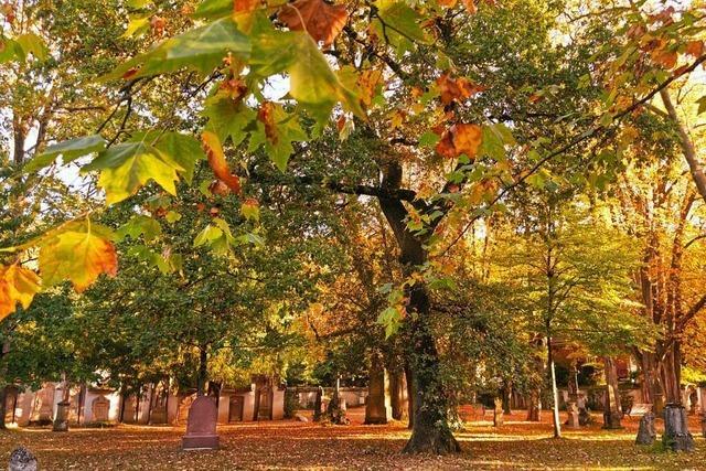 Herbstimpressionen vom Alten Friedhof in Freiburg-Herdern