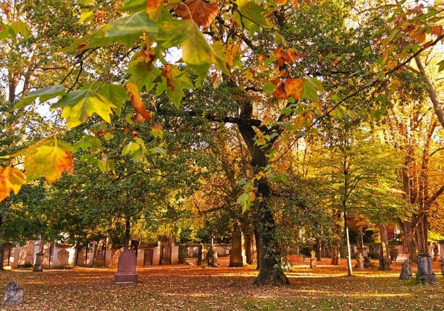 Alter Friedhof in Freiburg-Herdern.  | Foto: Alexander Waldmann