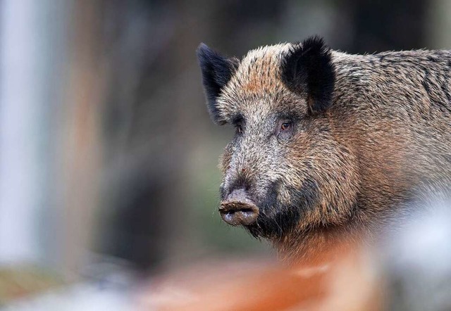 Die Blauenjagd sollte vor allem die  Wildschweinpopulation eindmmen.  | Foto: Lino Mirgeler (dpa)