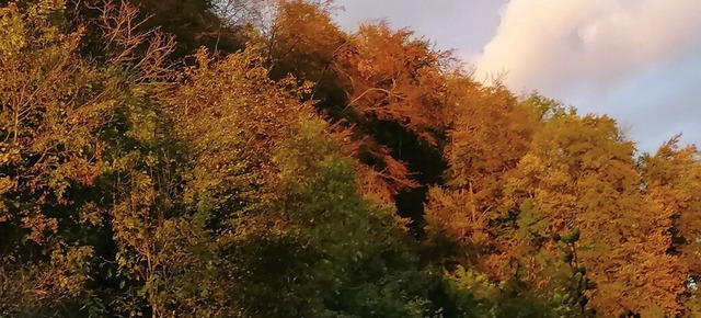 Auf den goldenen Oktober folgt hufig der Martinisommer im November.   | Foto: Helmut Kohler