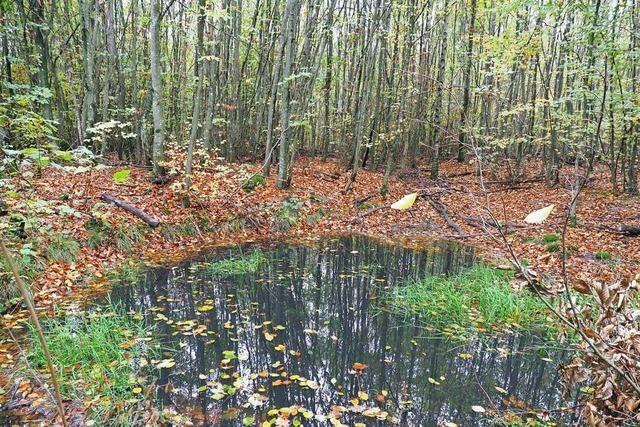 Projekt im Kreis Emmendingen: Wie der Waldboden zum Schwamm werden kann