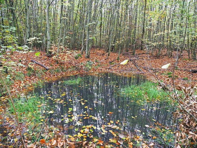 Projekt Wasserspeicher Wald: Wie kann ...e wie mglich im Wald gehalten werden?  | Foto: Michael Haberer