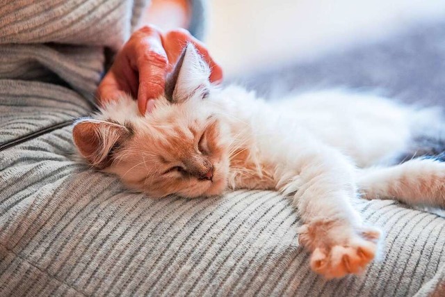 Katzen schnurren wenn sie entspannt sind, aber auch in stressigen Situationen.  | Foto: Christin Klose (dpa)