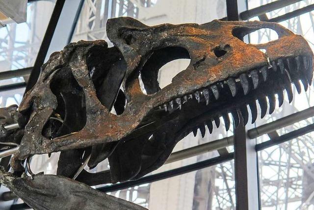 Das Naturhistorische Museum in Basel bekommt ein Dinosaurierskelett