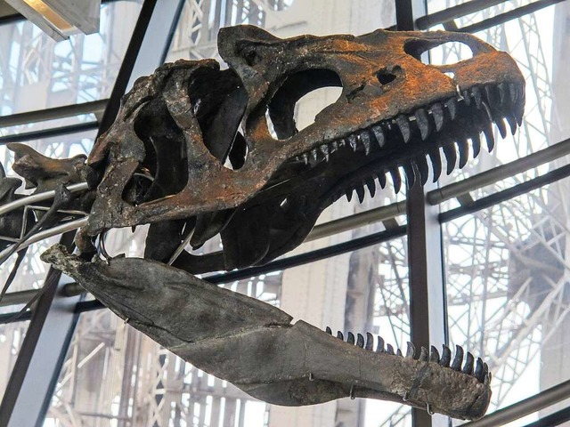 Der Schdel eines Allosaurus (Symbolbild)  | Foto: Pol O Gradaigh