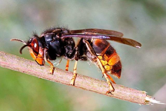 Asiatische Hornissen machen auch im Kreis Emmendingen Jagd auf die Honigbiene