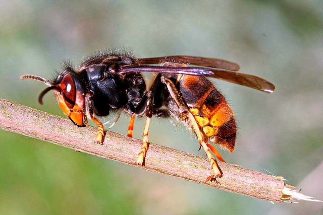 Die Asiatische Hornisse breitet sich a... und bedroht die heimische Honigbiene.  | Foto: ImageForum