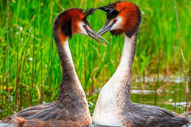 Vogel des Jahrhunderts: der Haubentaucher.  | Foto: LEANNE BUCHAN (AFP)