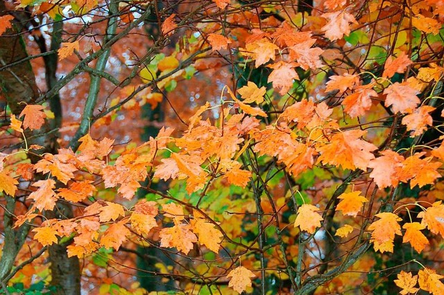 Die Elsbeeren im Auggener Wald kommen ... mit sehr kalten Temperaturen zurecht.  | Foto: sigrid umiger