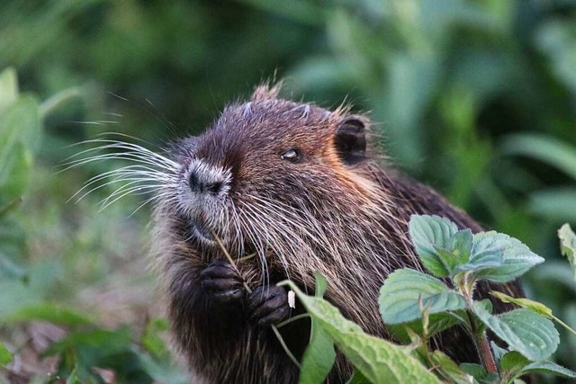 Ein junger Nutria, fotografiert am Rhein bei Breisach  | Foto: Eirka Ehret