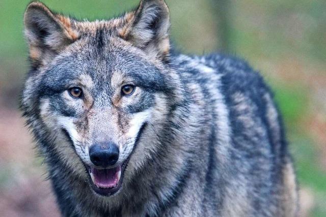 Ergebnis zu totem Schaf in Lenzkirch: Keine Hinweise auf Wolf