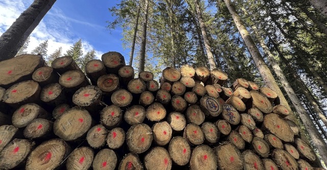 Mehr als doppelt so viel Holz wie gepl...hr 2022 im Laufenburger Wald geerntet.  | Foto: Hans-Peter Mller