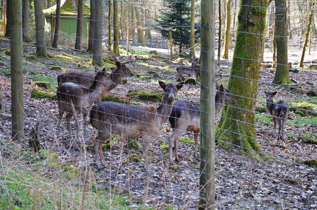 Das Bad Sckinger Wildgehege ist eine ...r auch den Finanzplan des Stadtwaldes.  | Foto: Christiane Weishaupt