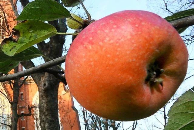 55 neue Obstbume werden in Allmannsweier gepflanzt