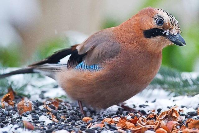 Über diese Leckereien freuen sich Ihre Gartenvögel – besonders in der kalten Jahreszeit