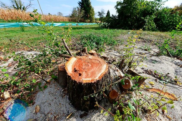 Gefllter Baum auf dem Dietenbach-Areal  | Foto: Ingo Schneider