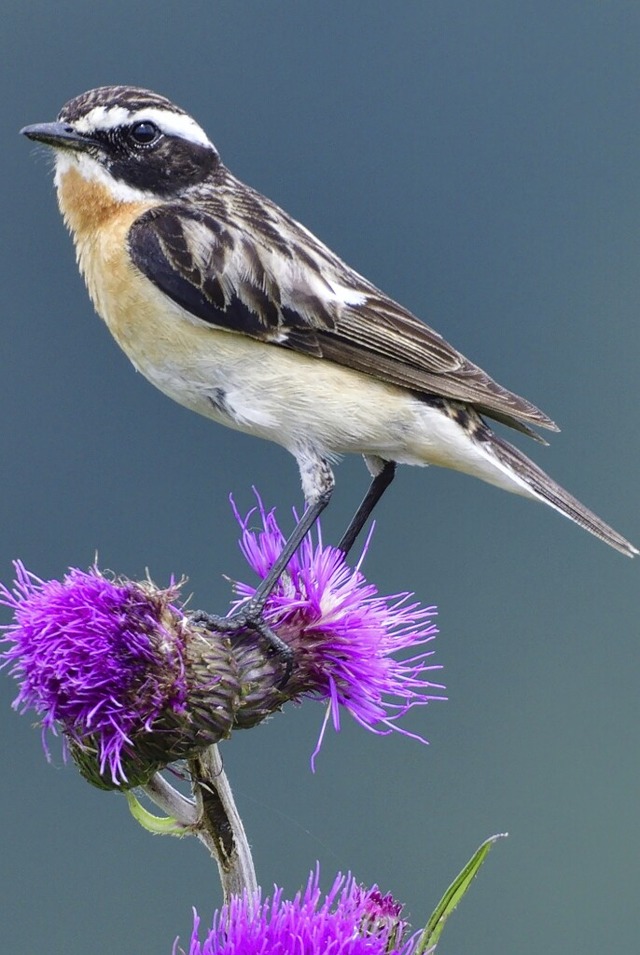 Ein Braunkehlchen-Mnnchen  | Foto: Karin Jhne - stock.adobe.com