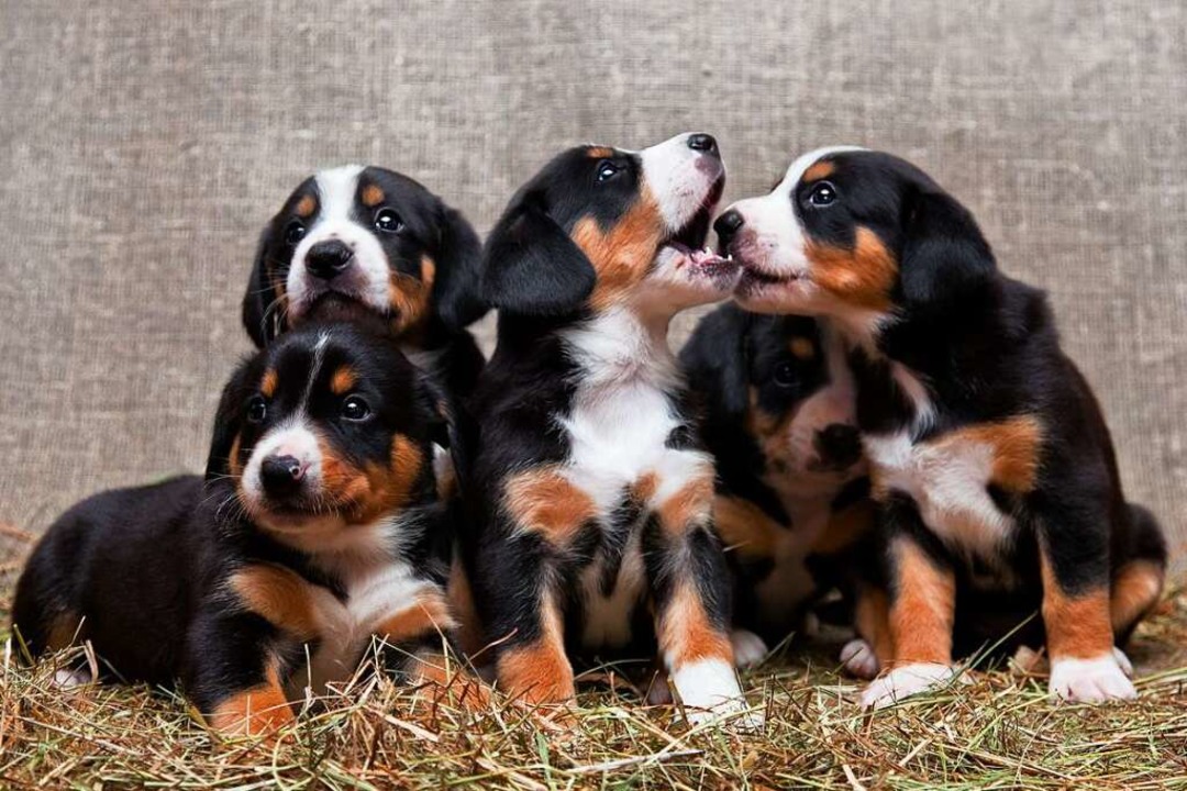 Entlebucher Sennenhunde sind aktive, a...ind fünf Welpen dieser Rasse zu sehen.  | Foto: KATAMOUNT