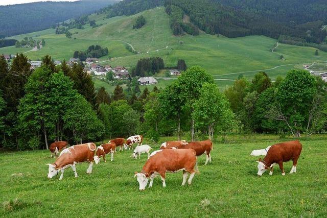 Biosphrengebiet Schwarzwald grndet eine Ranger-Gruppe fr Erwachsene