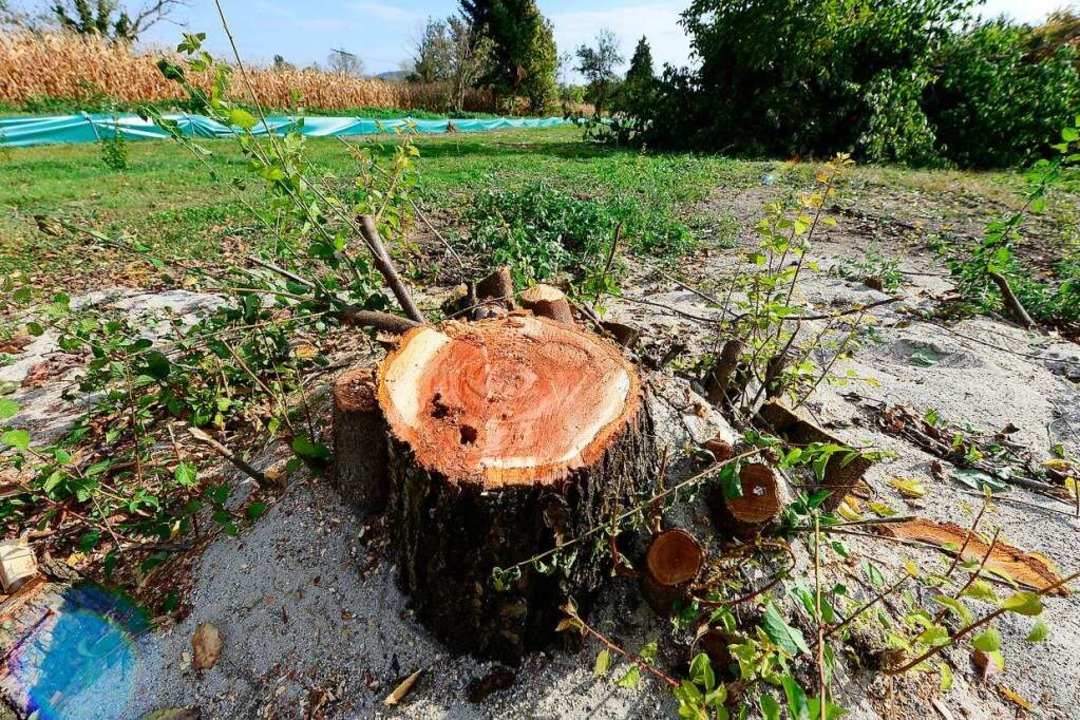 &#8222;Bei jedem Planungsschritt&#8220...m neuen Stadtteil hindurchfhren soll.  | Foto: Ingo Schneider