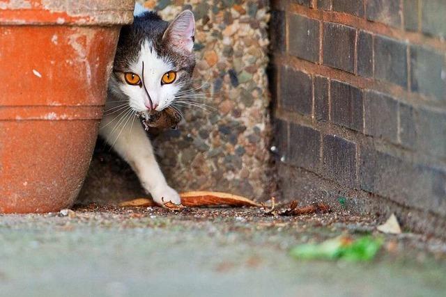 Katzenschutzverordnung in Kirchzarten und Vrstetten: So gehen andere Kommunen mit streunenden Katzen um