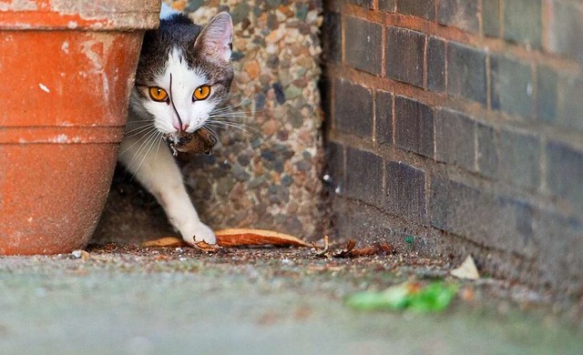 Streunende Katzen werden in manchen Gemeinden zum Problem  | Foto: Julian Stratenschulte