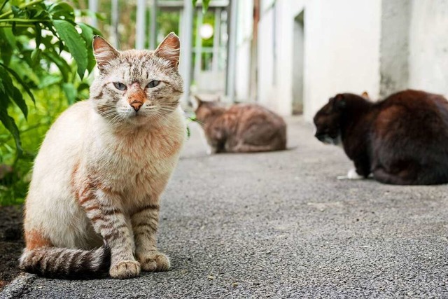 Wilde Katzenkolonien wachsen, das stel...tzenschutzverordnung kann hier helfen.  | Foto: metelevan (Adobe Stock)