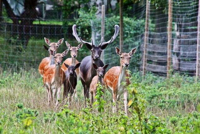 Gesellige Tiere: Damwildgehege im Rheinwald bei Hartheim  | Foto: Huber