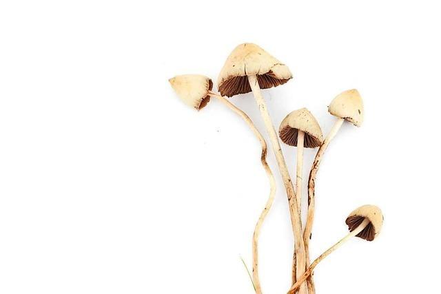 Magic Mushrooms sind wie ein Tornado im Hirn